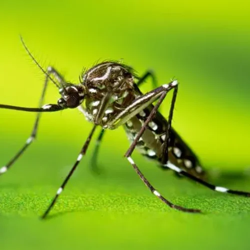 Os mosquitos detectam o infravermelho do calor do corpo para ajudar a rastrear humanos